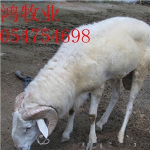 供应冬季怎样养殖小尾寒羊育肥羊盛鸿牧业