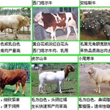 盛鸿牧业供应冬季怎样养殖小尾寒羊孕羊？