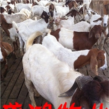 供应鲁西南大型【波尔山羊种羊】