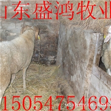 供应冬季怎样养殖小尾寒羊育肥羊？小尾寒羊图片