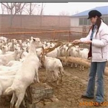 山东最大牛羊养殖场白山羊价格白山羊效益白山羊繁殖基地