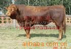 致富养牛，畜牧发家，山东贵合牧业/牛，利木赞牛