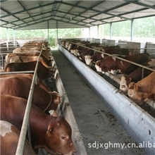 供应西门塔尔牛西门塔尔种牛西门塔尔种公牛种牛种牛养殖场