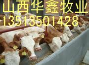 山西华鑫肉牛养殖场直供3000头肉牛牛犊免费运输货到付款