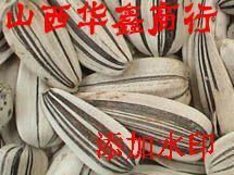 葵花生瓜子向日葵花葵花批发