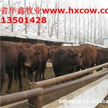 急售3000头黄牛鲁西黄牛免费送货到家免费上门指导