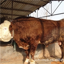 【最新】肉牛-养殖信息最新肉牛-牛犊利润优惠20%【买有惊喜】