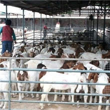 山西波尔山羊品种，波尔山羊养殖场