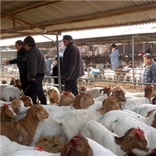 河南波尔山羊品种，波尔山羊养殖