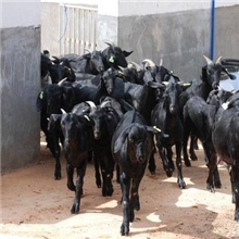 河北黑山羊养殖基地，黑山羊养殖技术