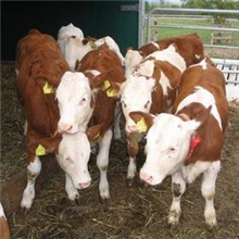 福建西门塔尔牛养殖场，西门塔尔牛品种