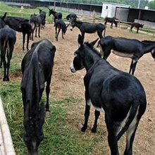 广东肉驴养殖基地，肉驴价格