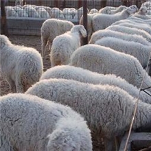 供应肉羊品种，提供养殖技术