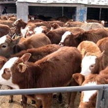 河北西门塔尔牛品种，西门塔尔牛养殖