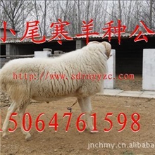 纯种小尾寒羊低价销售200元/只【2000只限时抢购】100%送货上门