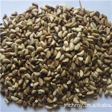 高产墨西哥玉米-养殖肉牛必备牧草-营养价值高-产量高