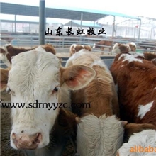 湖南肉牛养殖场-湖南肉牛养殖厂-湖南肉羊养殖场-湖南肉羊养殖厂