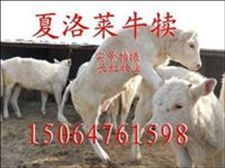 夏洛莱育肥牛-夏洛莱育肥牛价格-夏洛莱育肥牛行情【1头起订】