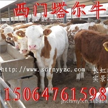 (肉牛养殖场)供应西门塔尔牛、利木赞牛、夏洛莱牛、种牛、小牛犊