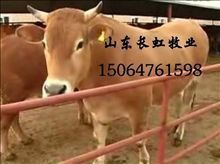 湖北黄牛养殖-黄牛牛犊-鲁西黄牛肉牛犊-鲁西黄牛犊-肉牛牛犊