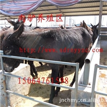 （一头肉驴多少钱）育肥驴价格-种驴价格-肉驴养殖行情（优惠）