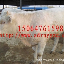出售育肥肉用牛-育肥小公牛-育肥肉牛犊-育肥肉牛品种