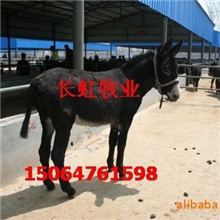 肉驴的价格一头肉驴苗多少钱【肉驴价格公布。欢迎了解】