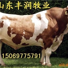 供应肉牛草料肉牛养殖技术肉牛育肥技术