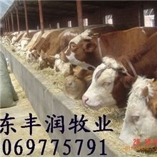 山东肉牛养殖场@大型肉牛养殖场@济宁肉牛养殖场