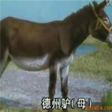 【优质德州驴】德州肉驴德州小驴，量大优惠，签订回收