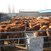 养牛，养肉牛，养黄牛，养牛专业化，养牛基地，养牛场