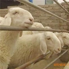 小尾寒羊市场小尾寒羊价格小尾寒羊原种场小尾寒羊利润