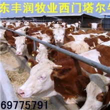 供应肉牛，肉牛，肉牛，肉牛，肉牛，肉牛【量大免费送货】