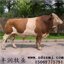 供应西门塔尔牛西门塔尔肉牛西门塔尔种牛