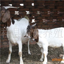 丰润牧业供应育肥羊羔山羊羊羔绵羊羊羔改良羊羔纯种羊羔