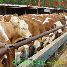 2013最新出栏鲁西黄牛育肥小牛犊改良肉牛黄牛养殖