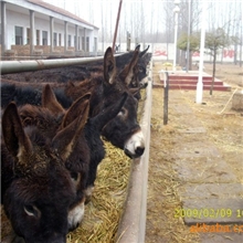 【肉驴】肉驴行情肉驴养殖场肉驴品种肉驴效益分析肉驴介绍