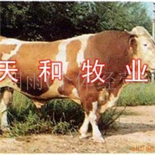 江西肉牛养殖场西门塔尔牛价格改良肉牛犊育肥牛种牛