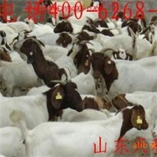 山东梁山肉羊养殖中心育肥羊波尔山羊波尔山羊羔羊