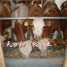 山东梁山肉牛养殖中心肉牛最新价格走势养牛效益