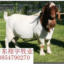 供应绵羊种羊肉羊牛