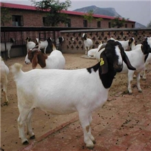 山农波尔山羊养殖场新出栏一批波尔山羊育肥小公羊怀孕大母羊