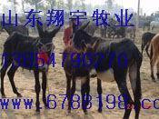 供应驴驹驴苗种驴肉驴佳米驴肉驴