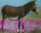 供应小驴毛驴翔宇牧业种驴肉驴三粉驴