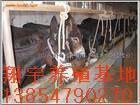 出售德州肉驴黑驴种驴送货到家