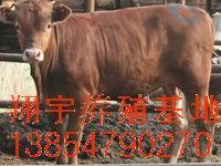 各种种牛丨肉牛养殖丨肉牛供应|肉羊品种