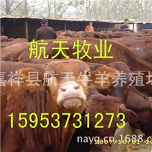 利木赞肉牛利木赞牛养殖效益利木赞牛养殖场利木赞牛市场行情