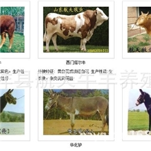 供应肉驴@种驴@小驴@乌头驴@纯种肉驴@杂交肉驴