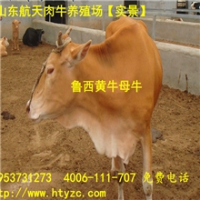 四川黄牛价格，四川黄牛养殖场，四川肉牛市场价格行情