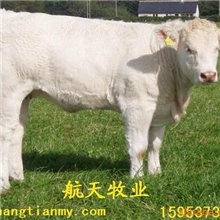 供应纯种夏洛莱肉牛杂交2-5代夏洛莱肉牛犊